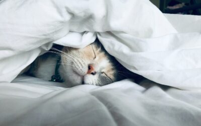 How to Turn Your Bedroom into the Ultimate Sleep Sanctuary